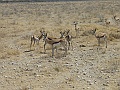 NAMIIA 2011 064